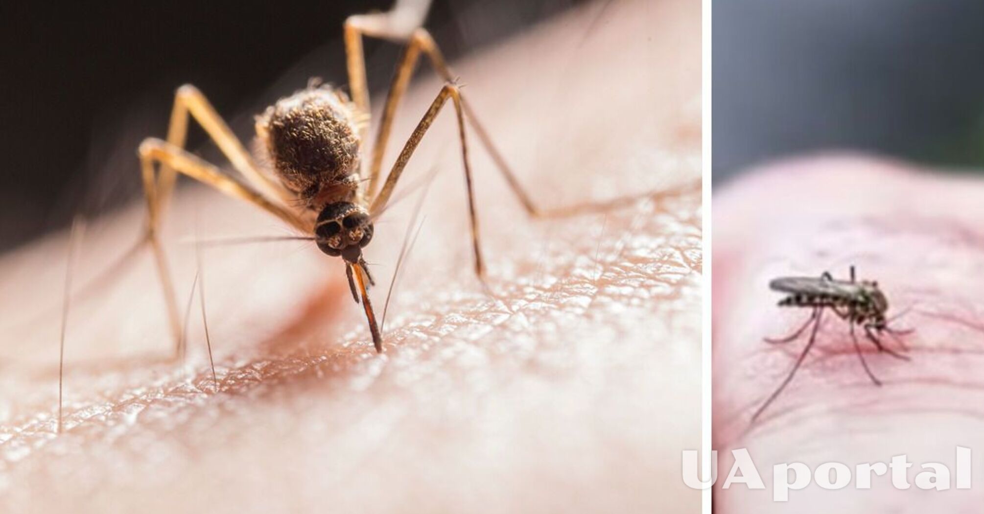 Як захиститися від комарів: бюджетні засоби з аптеки та народні способи 
