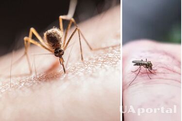 Як захиститися від комарів: бюджетні засоби з аптеки та народні способи