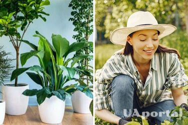 Їх варто вирощувати вдома: які рослини приносять удачу