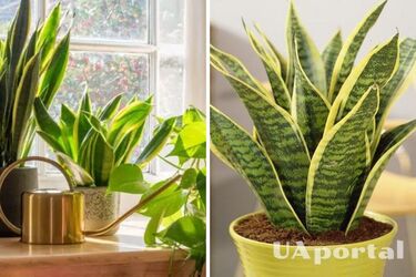 Желтые листья у комнатных растений: как избавиться от проблемы