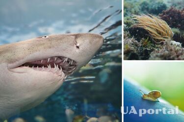 У слизней - более 750 тысяч: названы самые зубастые существа на Земле