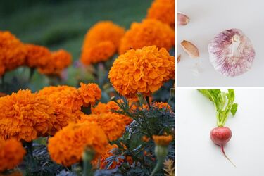 5 растений, которые следует посадить в сентябре