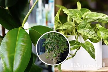 Which indoor plants remove dust and help with cleaning