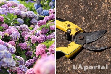 Садоводы объяснили, какие гортензии ни за что нельзя обрезать сейчас: останетесь без цветов