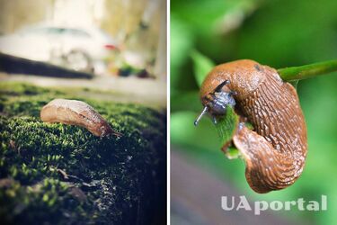 A simple and affordable tool will help get rid of slugs without aggressive chemicals