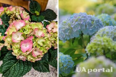 Experts explained how to properly dry hydrangeas for winter decoration