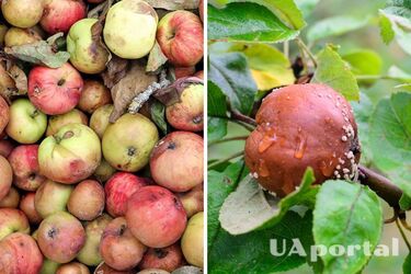 Не потрібно викидати: що робити з гнилими яблуками в саду