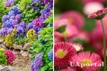Квіти, які можна посадити у вересні: список
