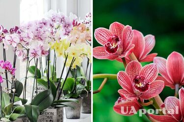 How to care for an orchid so that it grows faster: simple tips