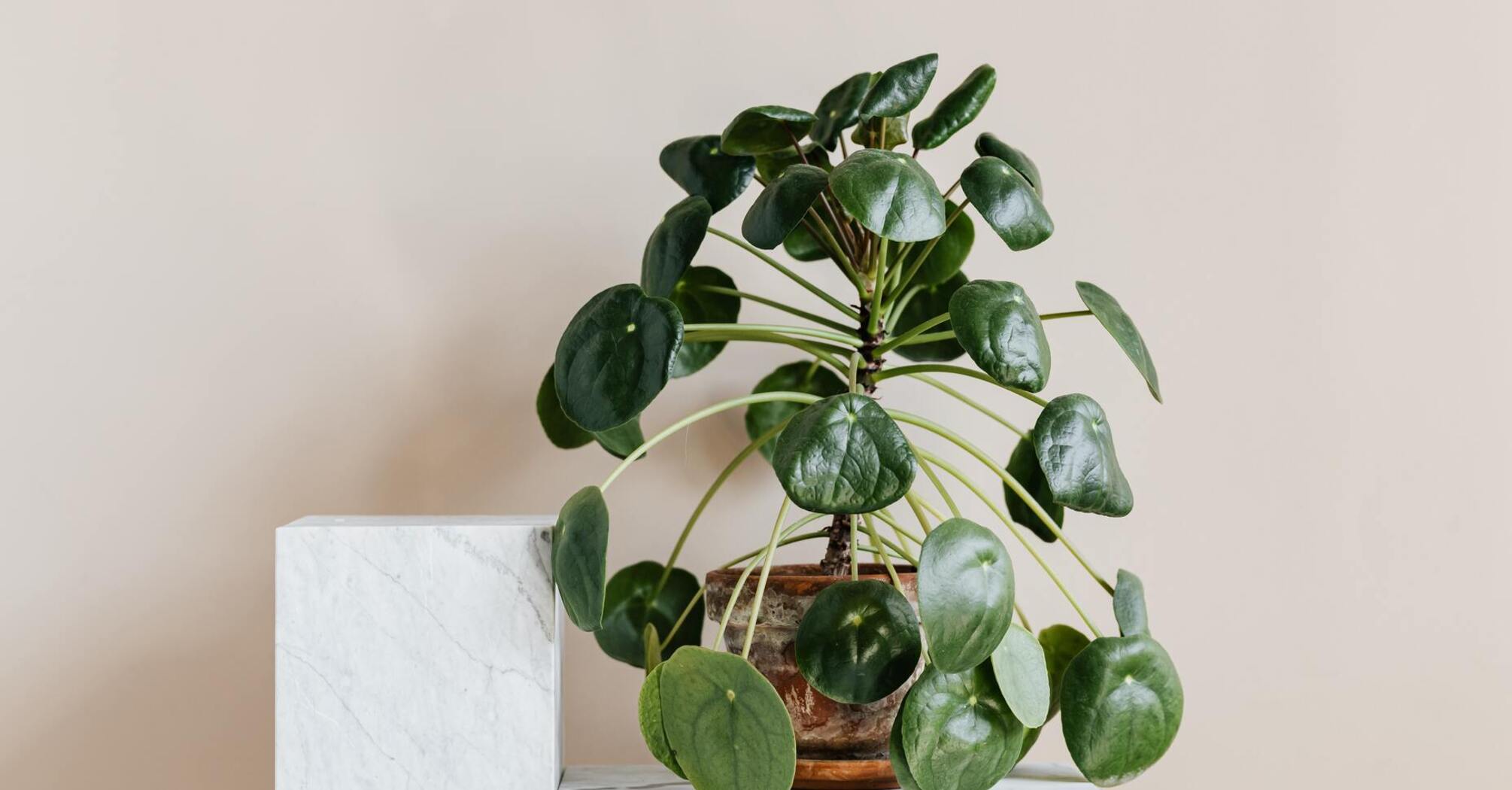 Tips for caring for pilea