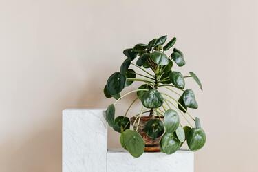Tips for caring for pilea