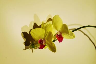 Mysterious beliefs about orchids: separating fact from fiction