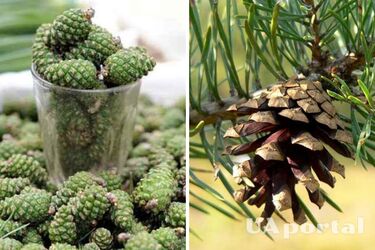 Compost and drainage: gardeners named the top 4 ways to use cones on the site