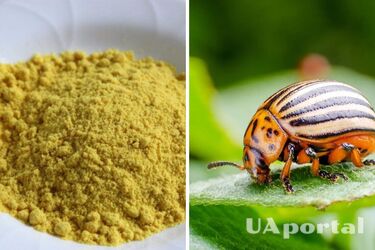 Огородники назвали топ-3 способа использования горчицы на огороде против вредителей