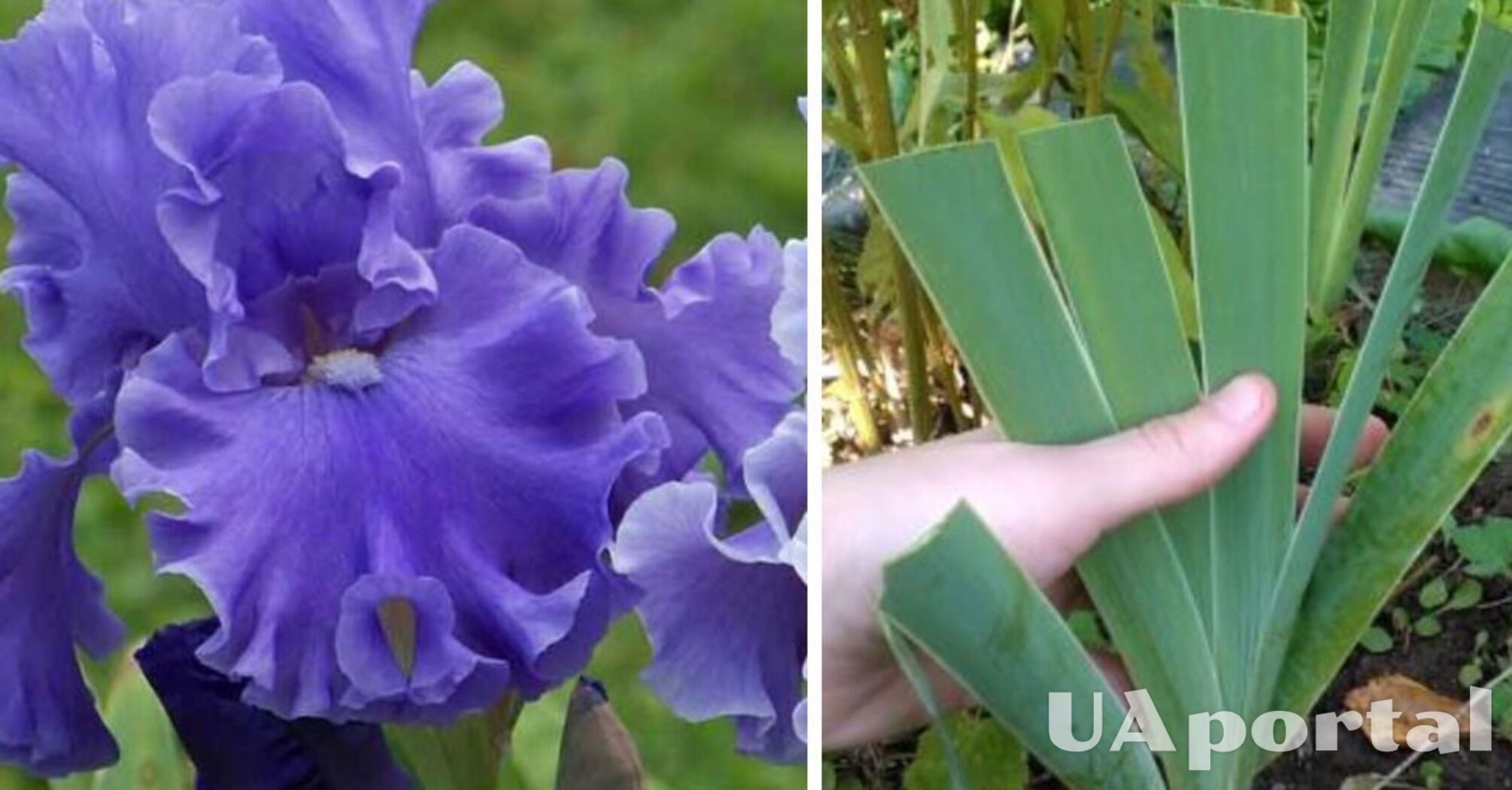 How to cut iris leaves so as not to cause harm: gardening tips 