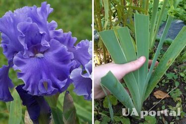 How to cut iris leaves so as not to cause harm: gardening tips