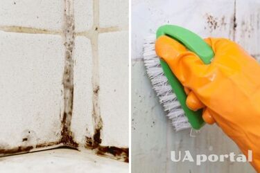 How to get rid of mold in the bathroom - what kills mold - how to get rid of fungus on the walls at home
