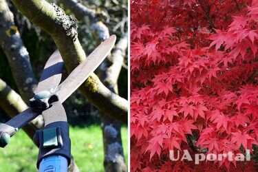 Садівники пояснили, коли треба обрізати японські клени, щоб не нашкодити рослині