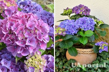 Эксперты назвали самый простой способ помочь гортензиям ярко цвести осенью