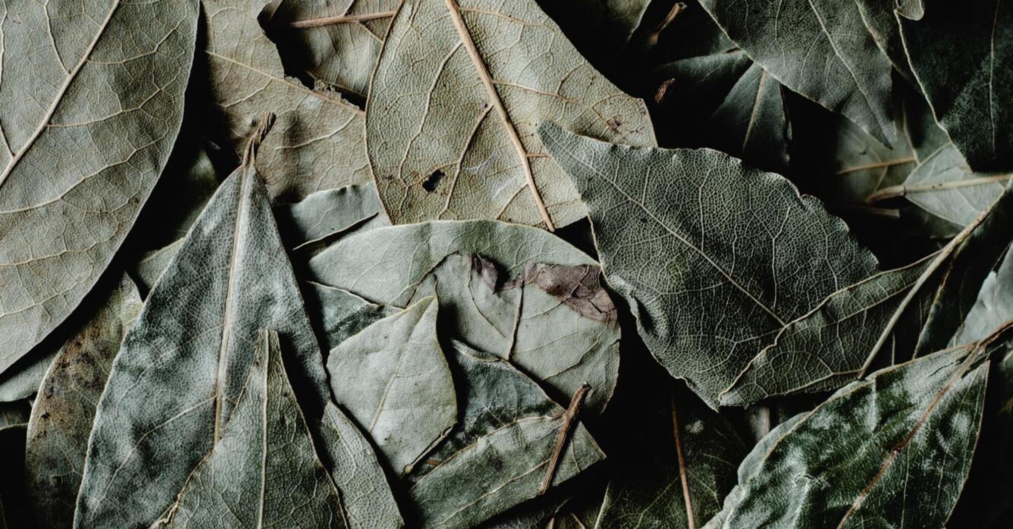 Energy properties of bay leaf