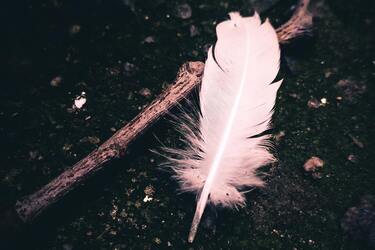 Messages from higher powers through bird feathers