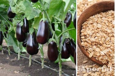 Protection against disease and rot: how oatmeal will save eggplants