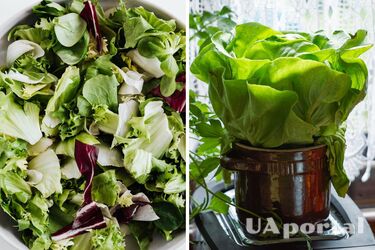 How to properly store lettuce leaves in the refrigerator - how to refresh lettuce leaves