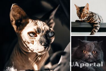 Яка порода котів найчастіше хворіє - які породи котів мають проблеми зі здоров'ям