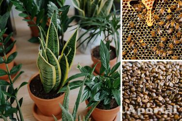 Чем подпитывать вазоны – натуральные удобрения для вазонов.