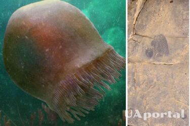 Вчені виявили медузу, що добре збереглася в камені, якої 505 млн років