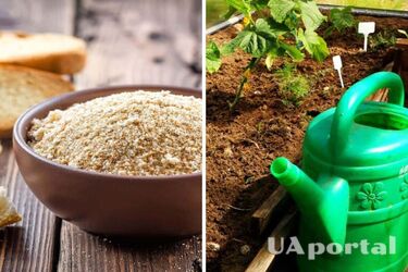 Increase your harvest: how to make fertilizer from stale bread