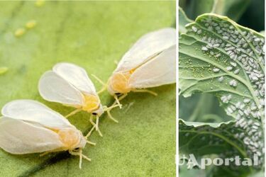 Как избавиться от белокрылки