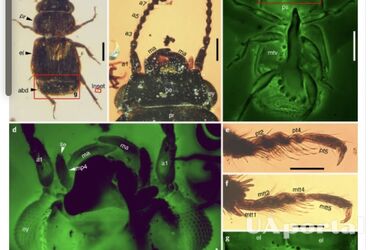 Body of a beetle in amber over 98 million years old found in Myanmar (photo)