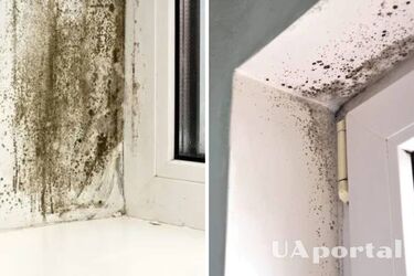 Black mold on windows: how to get rid of it quickly