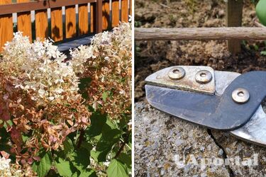 Садоводы объяснили, почему не стоит срезать коричневые цветы с гортензии