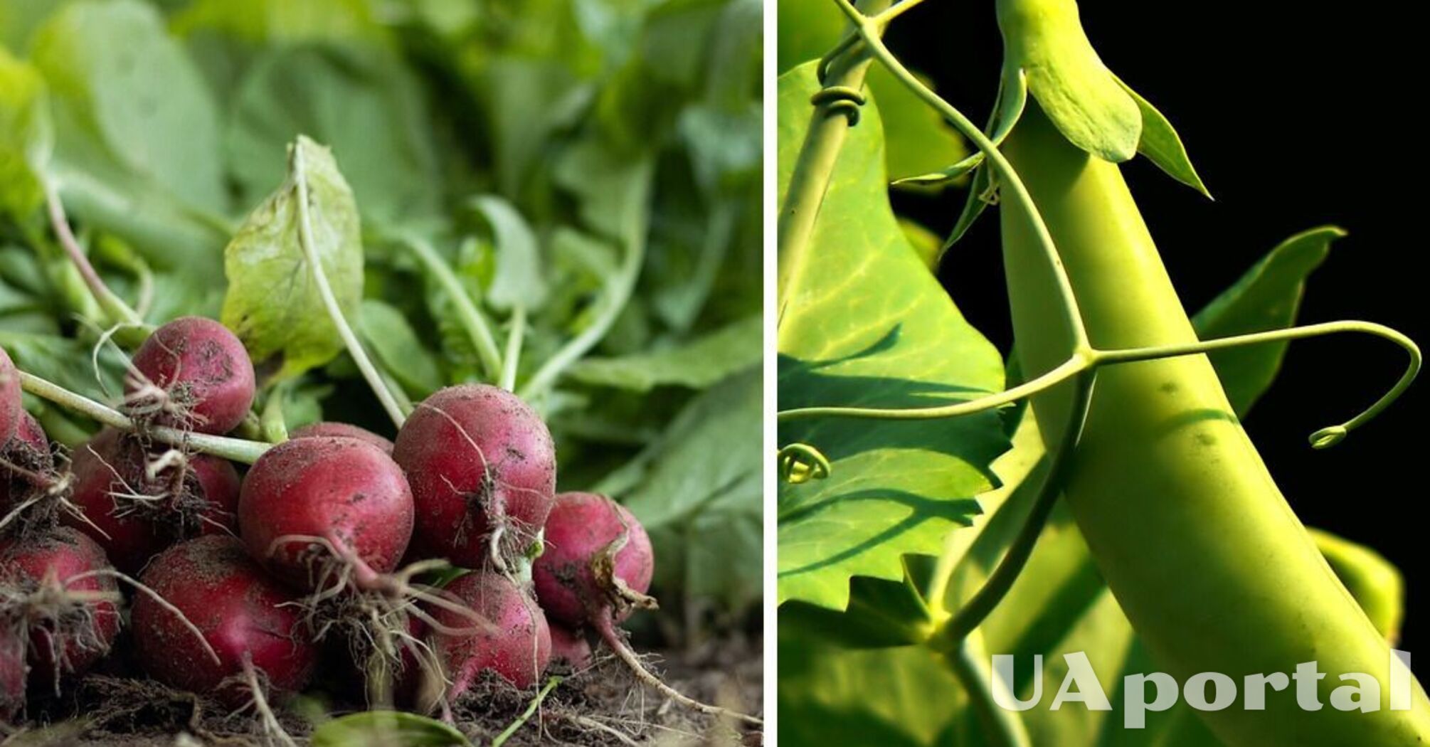 Summer house residents named five vegetables that can be planted now and harvested before frost