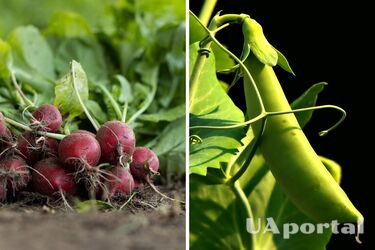 Дачники назвали п'ять овочів, які можна встигнути висадити зараз та зібрати врожай до морозів