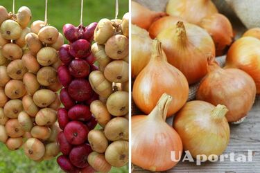 Як правильно зберігати цибулю в квартирі, щоб не згнила: поради домогосподарок