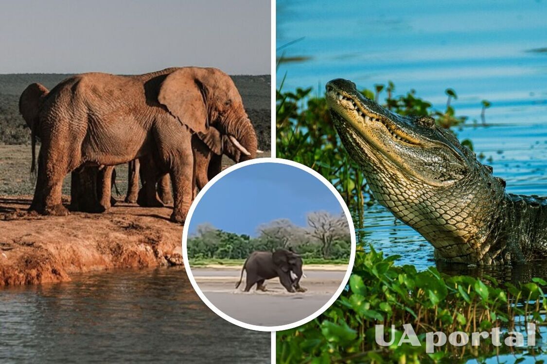 An elephant waved a crocodile that grabbed it by the tail: the battle between the two animals was caught on video