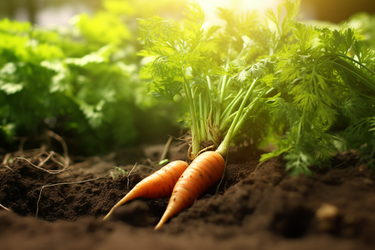 Своєчасний збір моркви: Забезпечення щедрого врожаю
