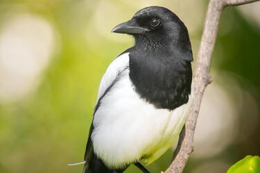 Какое мистическое и научное значение несет сорока