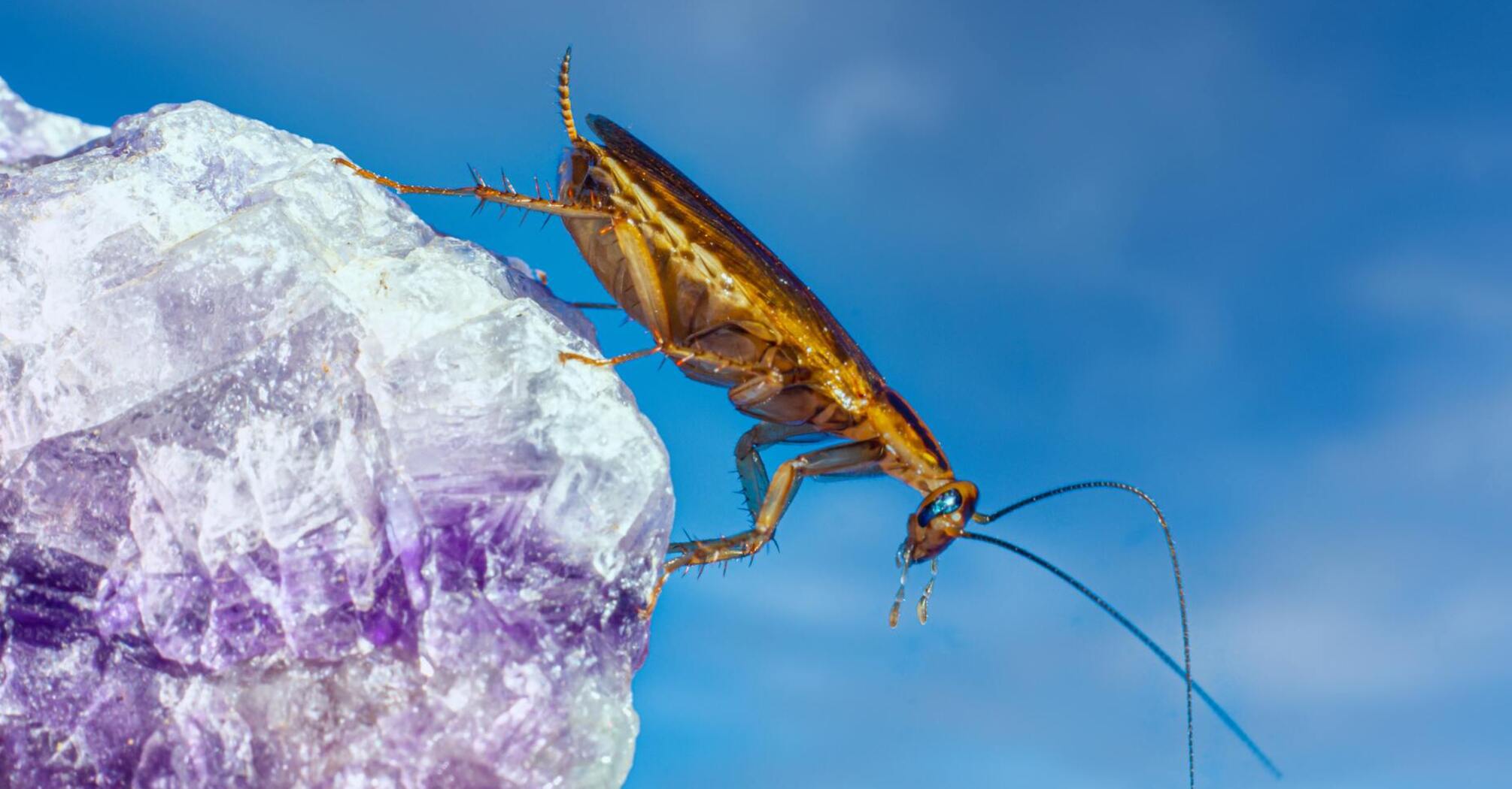 Scientists explain why you shouldn't crush cockroaches with your feet