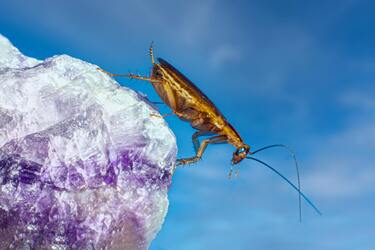 Учені пояснили, чому не можна чавити тарганів ногами