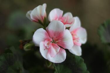 The symbolism of geraniums in the home