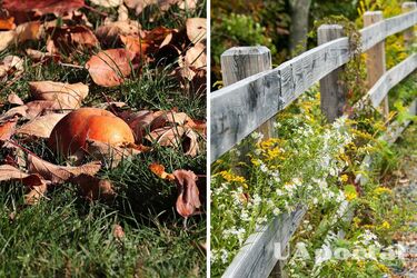 Эксперты назвали шесть шагов, как правильно подготовить сад к осени