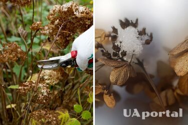 Не зривайте їх: садівник закликав не чіпати висохлі квіти гортензії та пояснив чому