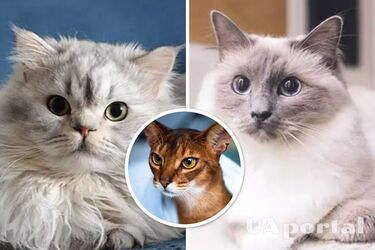 Какая порода кошек самая спокойная - Какого кота лучше держать в квартире