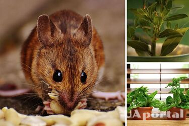 Які рослини відлякують щурів та комах - корисні рослини для дому