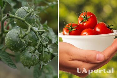 Зробіть це зараз з помідорами, інакше втратите весь врожай: поради дачників