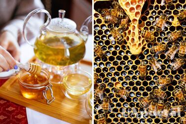 Як відрізнити натуральний мед від штучного - як перевірити натуральний мед чи ні